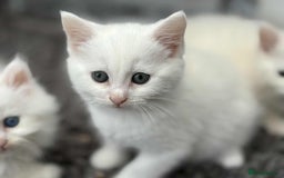 Persian cats for sale: 3 white half Persian kittens, ready soon - Image 3