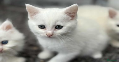 Persian cats - Advert 16