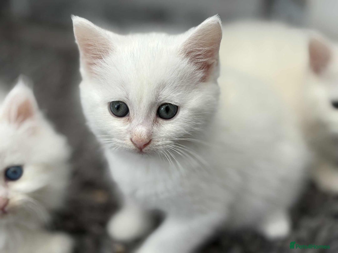 Persian cats for sale: 3 white half Persian kittens, ready soon - Image 3