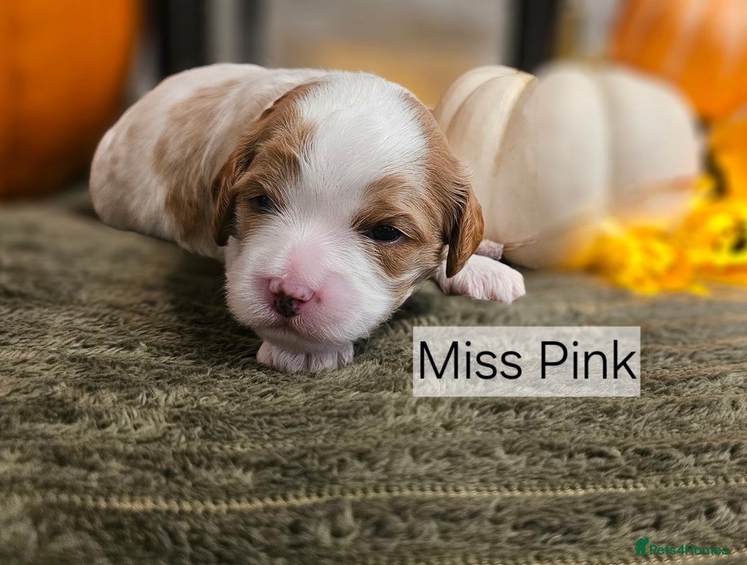Cavapoo dogs for sale: **1 Left** F1 Health tested Cavapoo's - Image 2