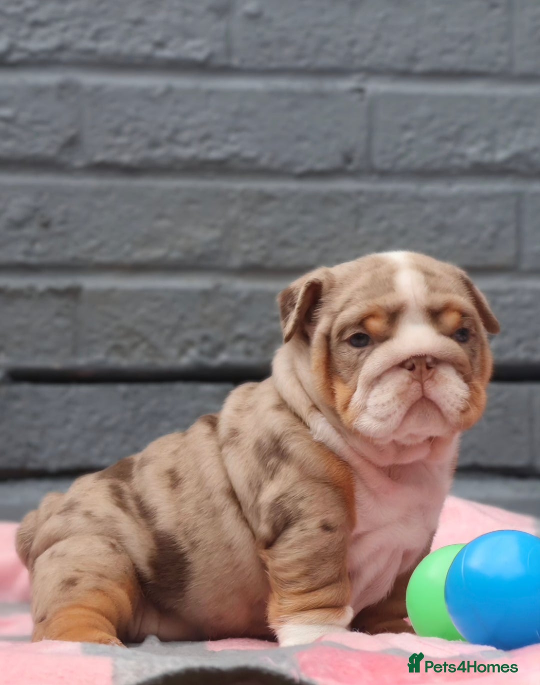 English Bulldog dogs for sale: Exceptional English Bulldog Puppies - Image 20
