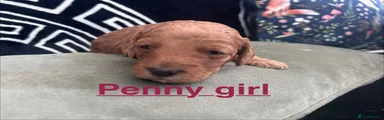 Penny 