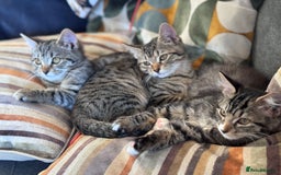 Bengal cats for sale: Bengal X Ragdoll - Image 4