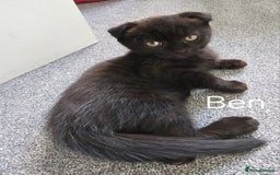 Mixed Breed cats for sale: Scottish Fold Kittens!Rare 🍫chocolate colour🐱 - Image 16