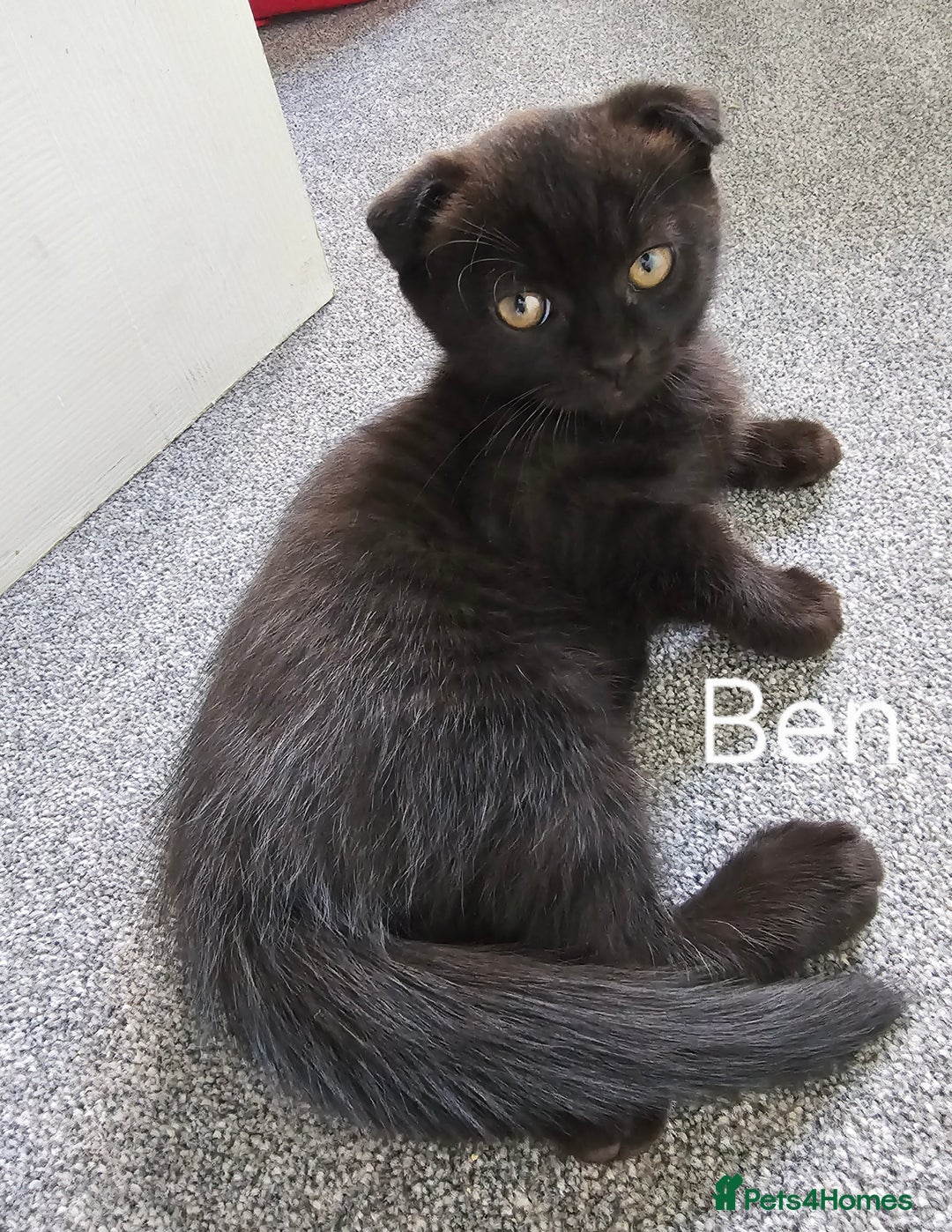 Mixed Breed cats for sale: Scottish Fold Kittens!Rare 🍫chocolate colour🐱 - Image 16