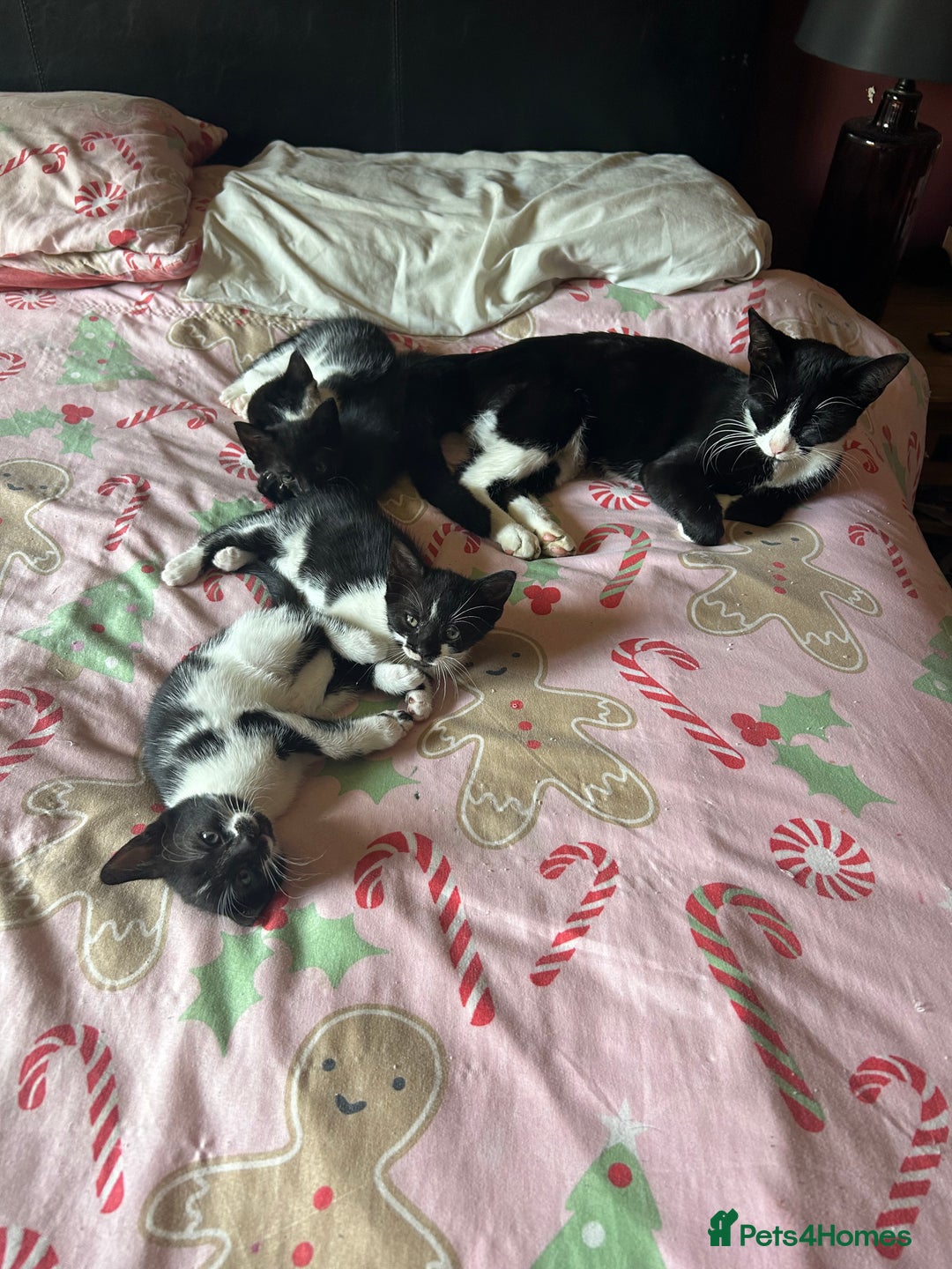 Mixed Breed cats for sale: 4 tuxedo kittens ready for new homes  - Image 9