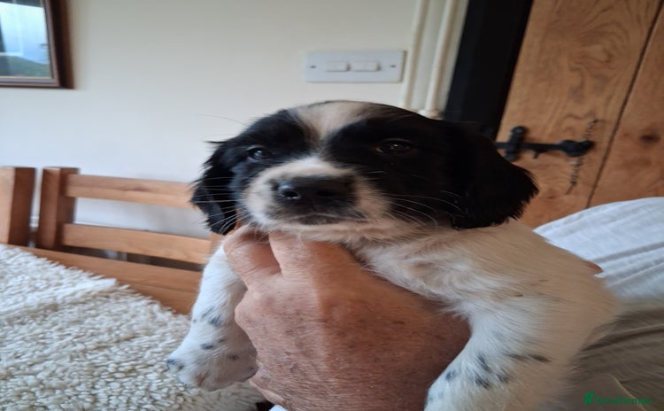 English Springer Spaniel dogs - Advert 1