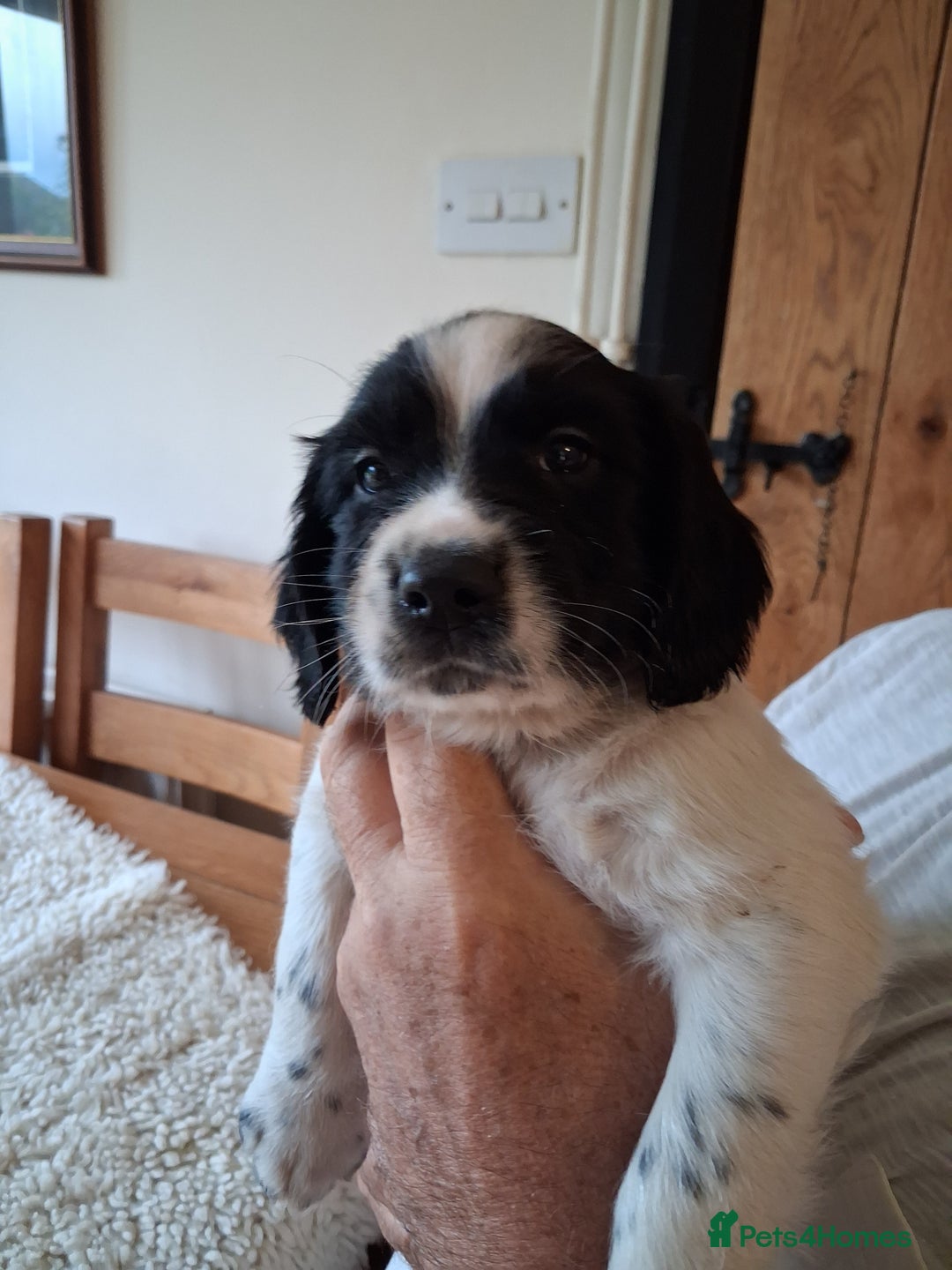 English Springer Spaniel dogs for sale: Male black and white Springer pup  - Image 1