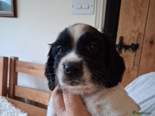 English Springer Spaniel dogs - Advert 3