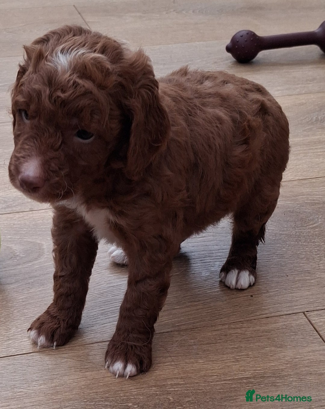 Cockapoo dogs for sale: ** BEAUTIFUL LITTER OF COCKAPOOS ** - Image 6