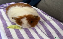 Guinea Pig rodents for sale: Female Guinea pig - Image 1