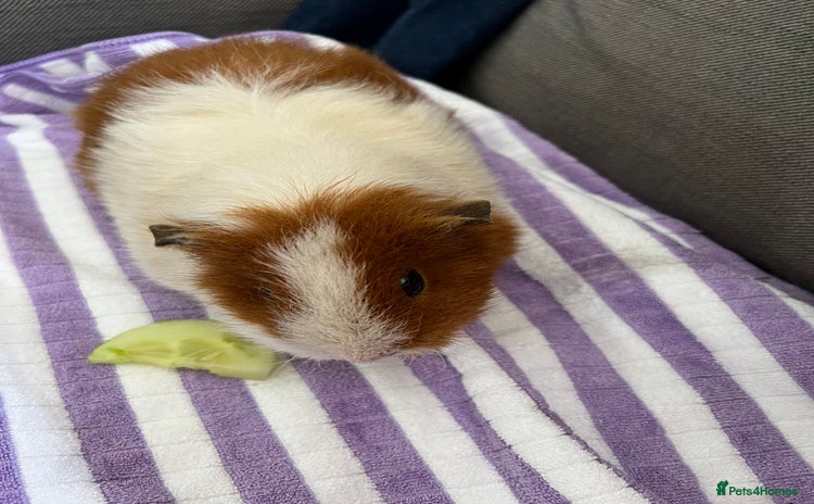Guinea Pig rodents - Advert 4