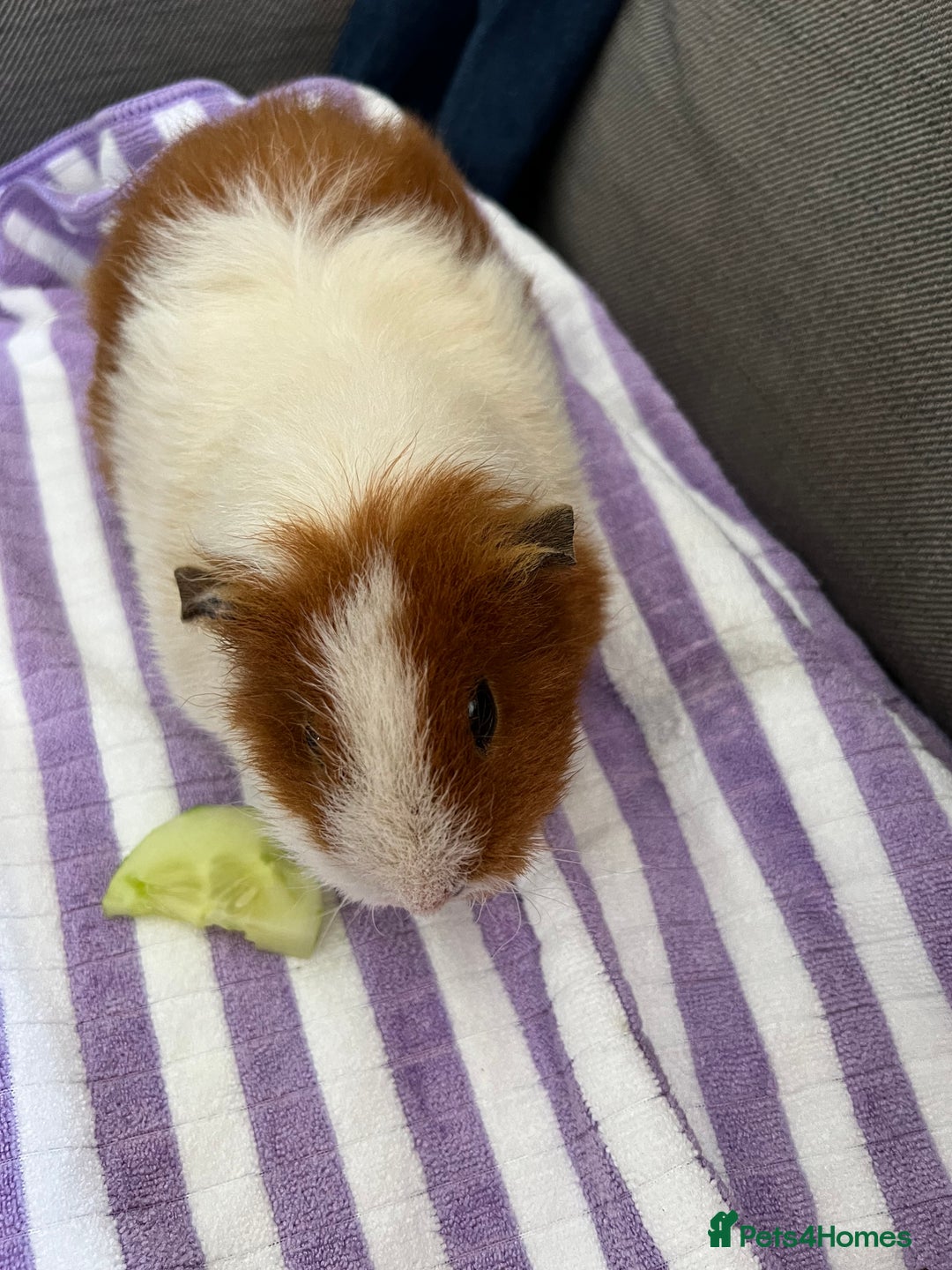 Guinea Pig rodents for sale: Female Guinea pig - Image 1
