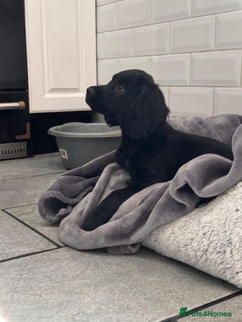 Cocker Spaniel dogs - Advert 13