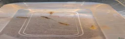 Axolotl reptiles for sale: Axolotl eggs and babies - Advert 17