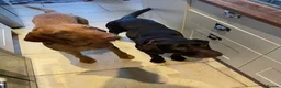 Mixed Breed dogs for sale: BEAUTIFUL LABRADOR X GWP X VIZSLA PUPPIES FOR SALE - Advert 22