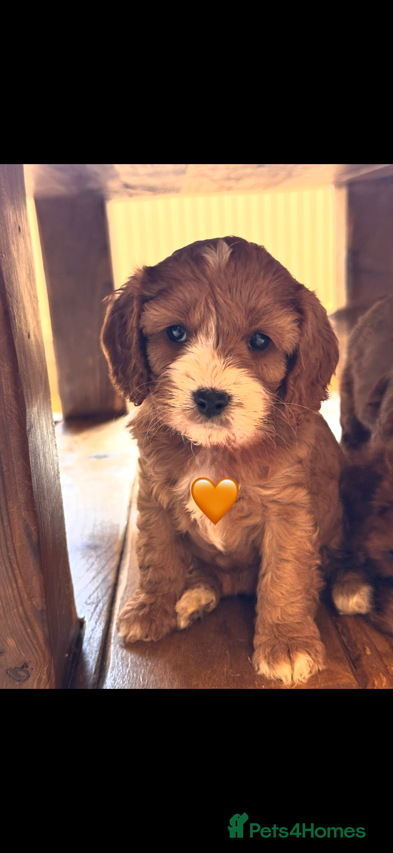 Cavapoo dogs Cavapoo Puppies-Perfect Family Companions - Advert 10