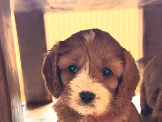 Cavapoo dogs Cavapoo Puppies-Perfect Family Companions - Advert 10