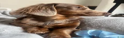 Miniature Dachshund dogs for sale: KC Miniature longhaired dachshunds for sale  - Advert 17