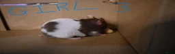 Hamster rodents for sale: Mixed Syrian hamsters ready to go  in Preston - Advert 26