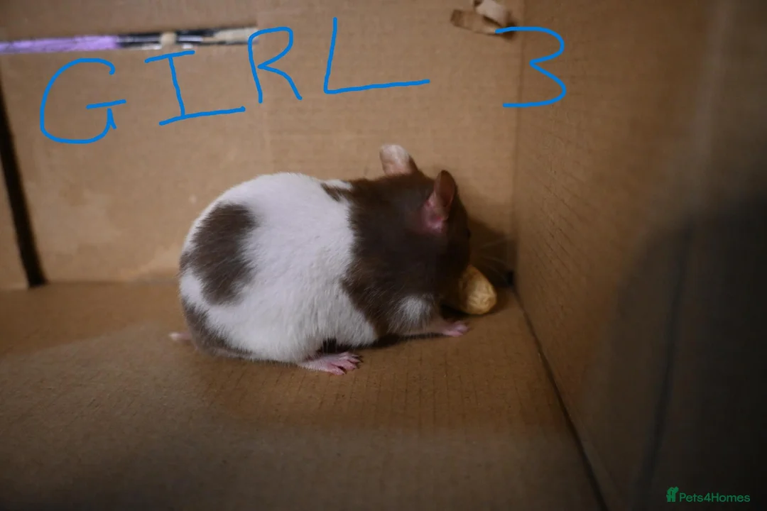 Hamster rodents for sale: Mixed Syrian hamsters ready to go  in Preston - Advert 26