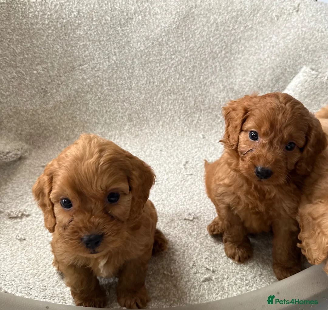 Cockapoo dogs for sale: F1 Cockapoo Puppies - Advert 8