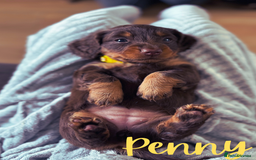 Miniature Dachshund dogs for sale: Long Haired Miniature Dachshunds - Image 9