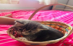 Mixed Breed cats for sale: 2 gorgeous grey kittens - Image 1