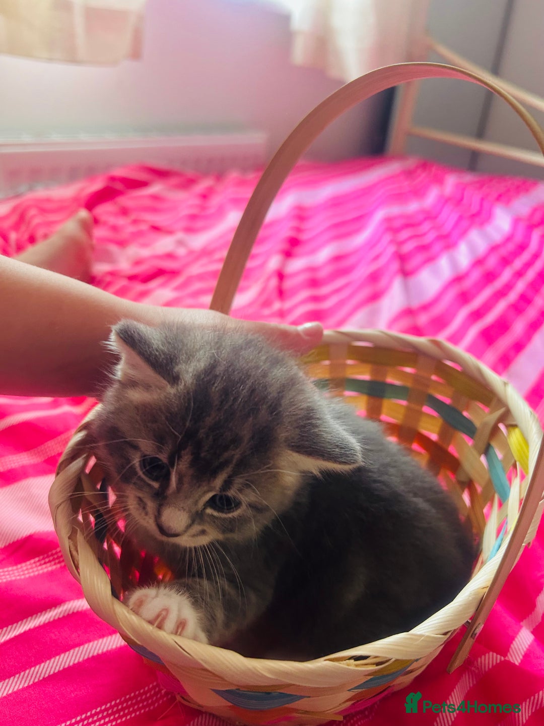 Mixed Breed cats for sale: 2 gorgeous grey kittens - Image 1