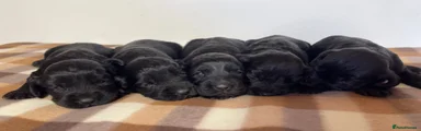 Cocker Spaniel 4