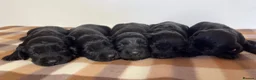 Cocker Spaniel dogs for sale: Working cocker spaniel puppies  - Advert 23