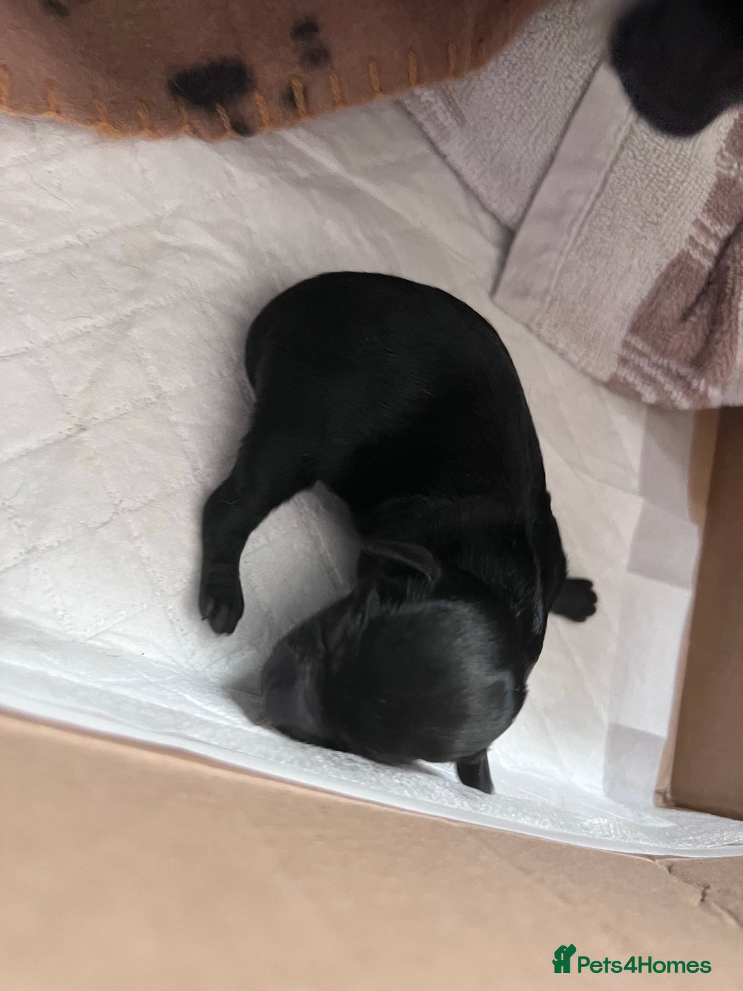 Toy Poodle dogs for stud: Red Toy Poodle for STUD KC Registered in Dudley - Advert 8