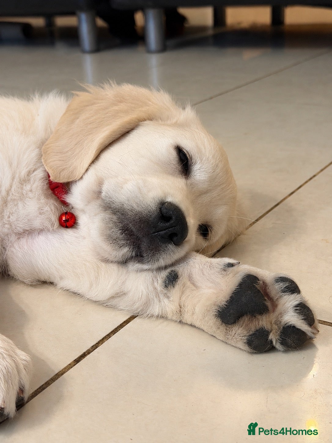 Golden Retriever dogs Beautiful KC Registered Golden Retriever Puppies - Advert 2