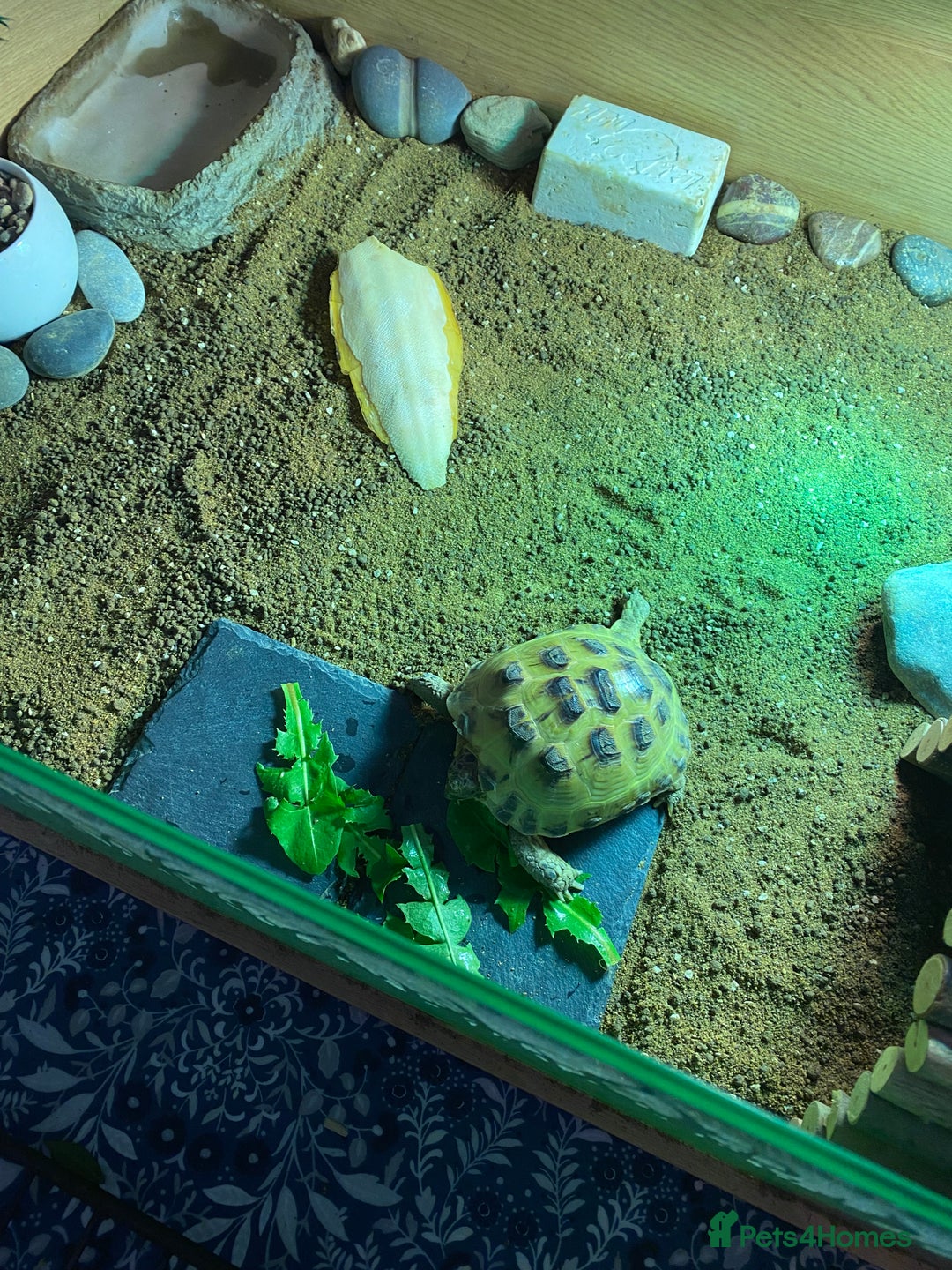 Tortoise reptiles for sale: Tortoise Russian Horsefield - Image 2