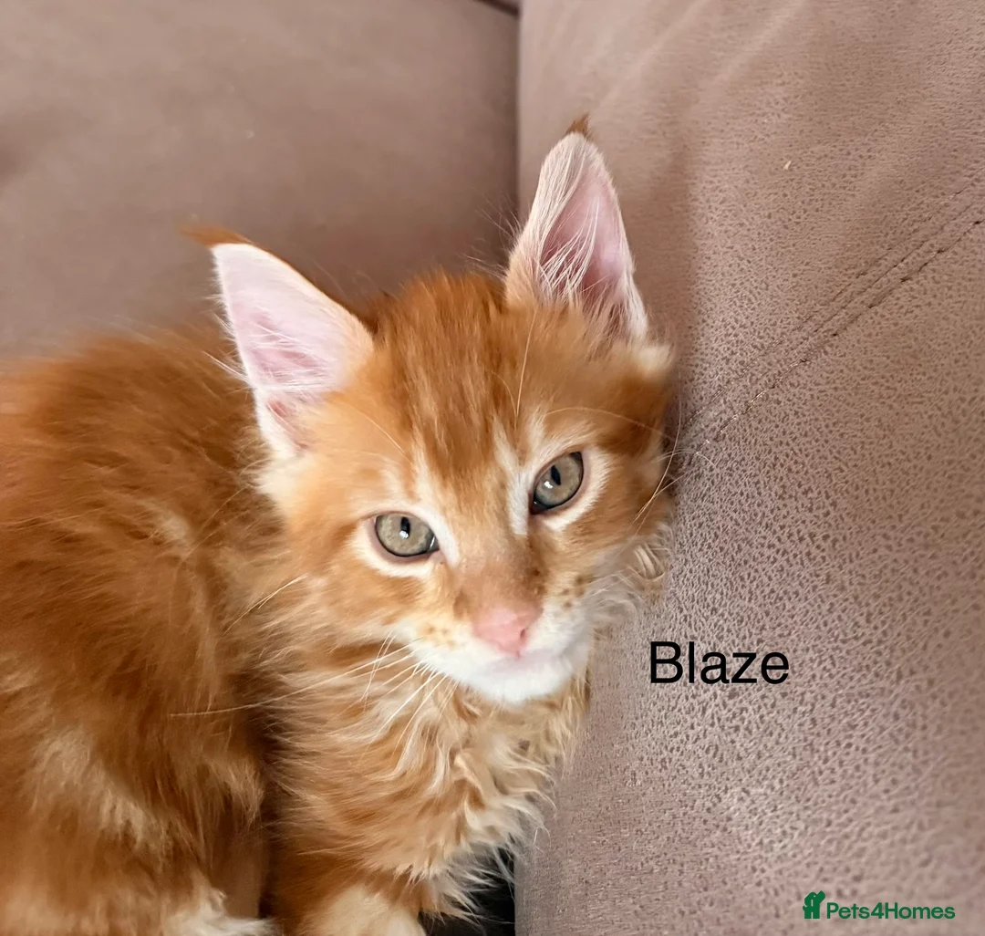 Maine Coon cats for sale: Fully registered Maine Coon kittens  - Advert 8