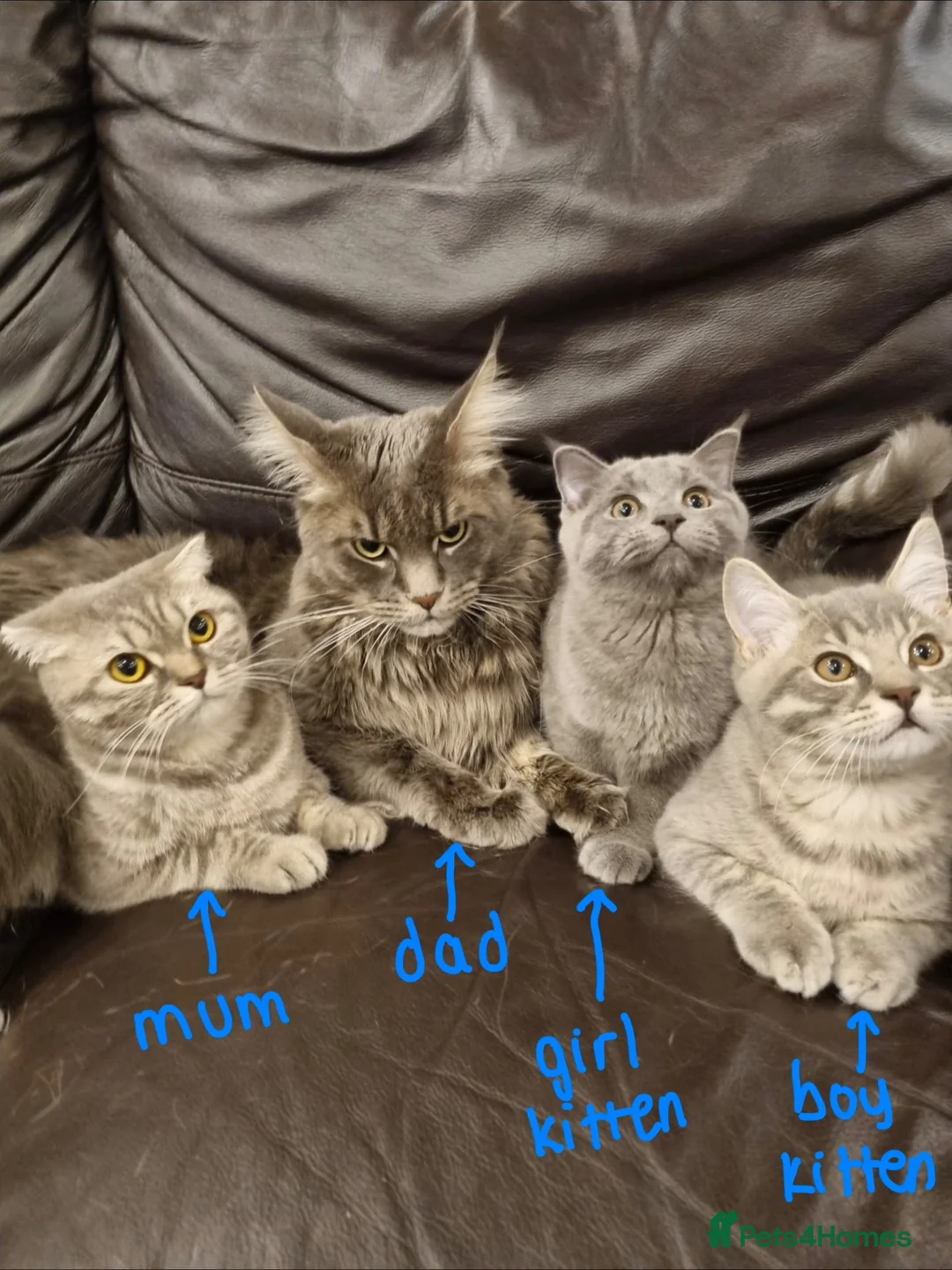 Scottish Fold cats for sale: 2 silver tabby Scottish fold  , girl & boy - Advert 2