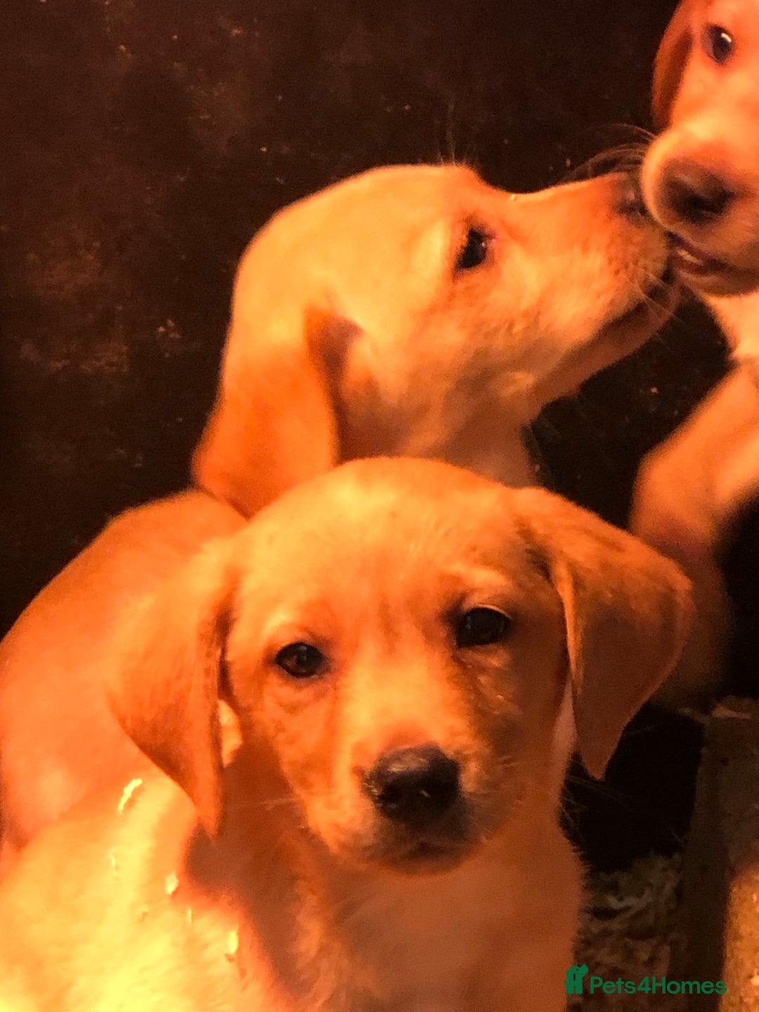 Labrador Retriever dogs for sale: chunky kc registered labrador pups - Advert 12