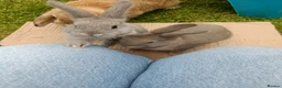 Mixed Breed rabbits for sale: Dwarf lop x English Stripe rabbits for sale in Swansea - Advert 3