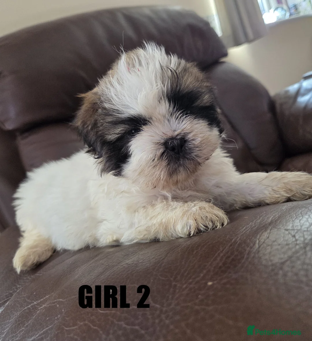 Mixed Breed dogs for sale: Shih-Tzu Puppies x4 - Advert 11