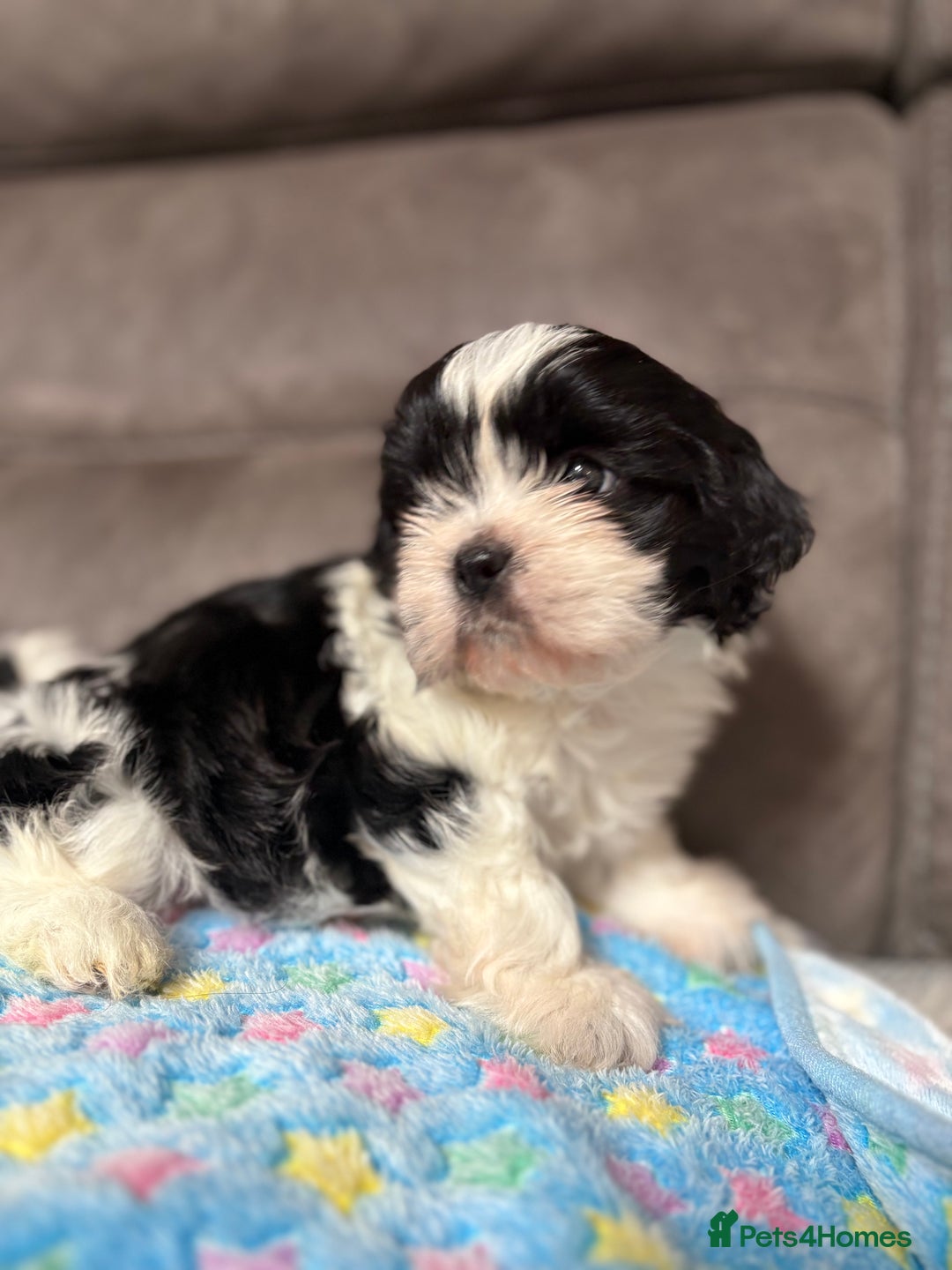 Shih Tzu dogs for sale: Beautiful Shih Tzu Puppies Mixed Litter - Advert 8