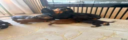 Dachshund dogs for sale: Mini dachshund puppies in Market Harborough - Advert 1