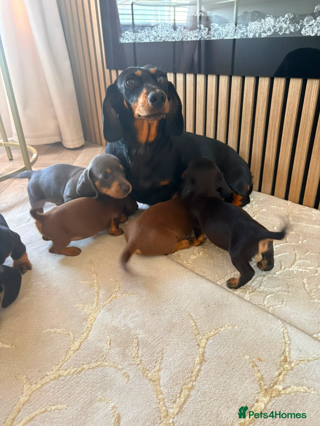 Dachshund dogs for sale: Mini dachshund puppies in Market Harborough - Advert 1