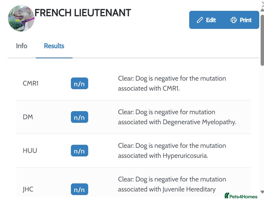 French Bulldog dogs for stud: New Shade Isabella Pied French Bulldog Stud Proven in Gunnislake - Advert 17