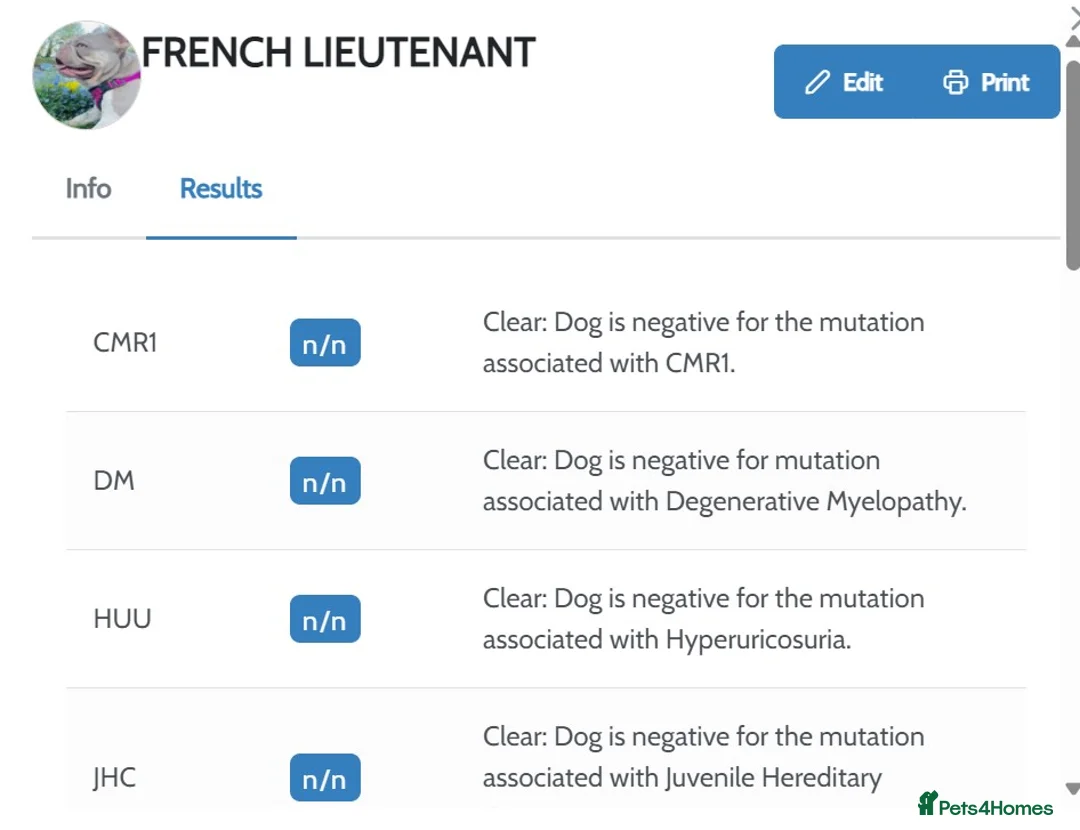 French Bulldog dogs for stud: New Shade Isabella Pied French Bulldog Stud Proven in Gunnislake - Advert 17