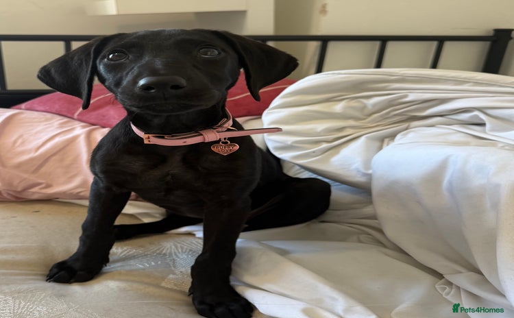 Labrador Retriever dogs - Advert 14