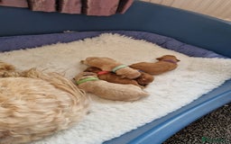 Cavapoo dogs for sale: 5* Beautiful cavapoo puppies 🐶 in Swansea - Image 17