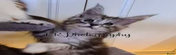 Maine Coon cats for sale: TICA Registered Maine Coon/ Polydactyl - Advert 4