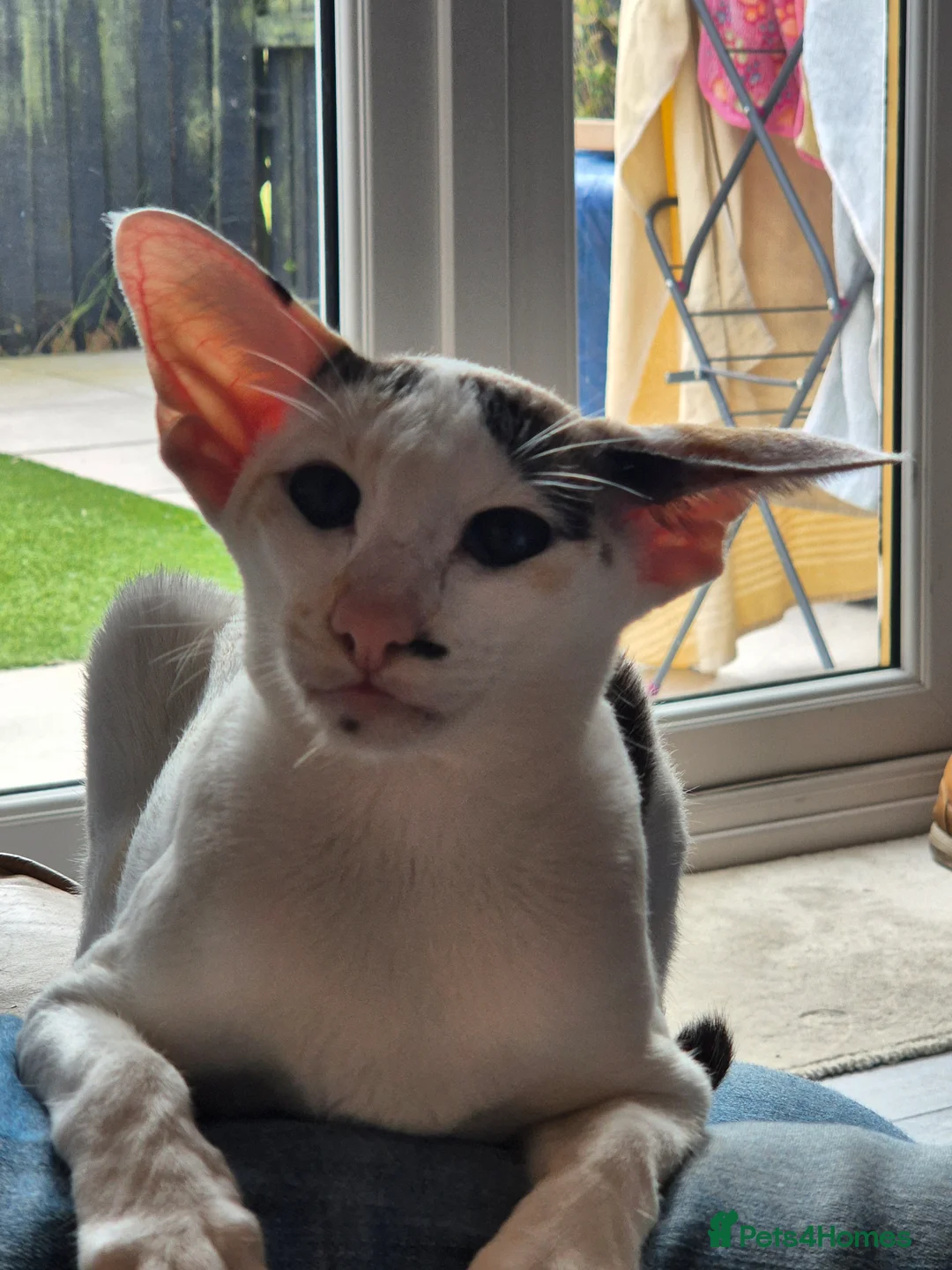 Oriental cats for sale: Oriental Bi Colours - Advert 2