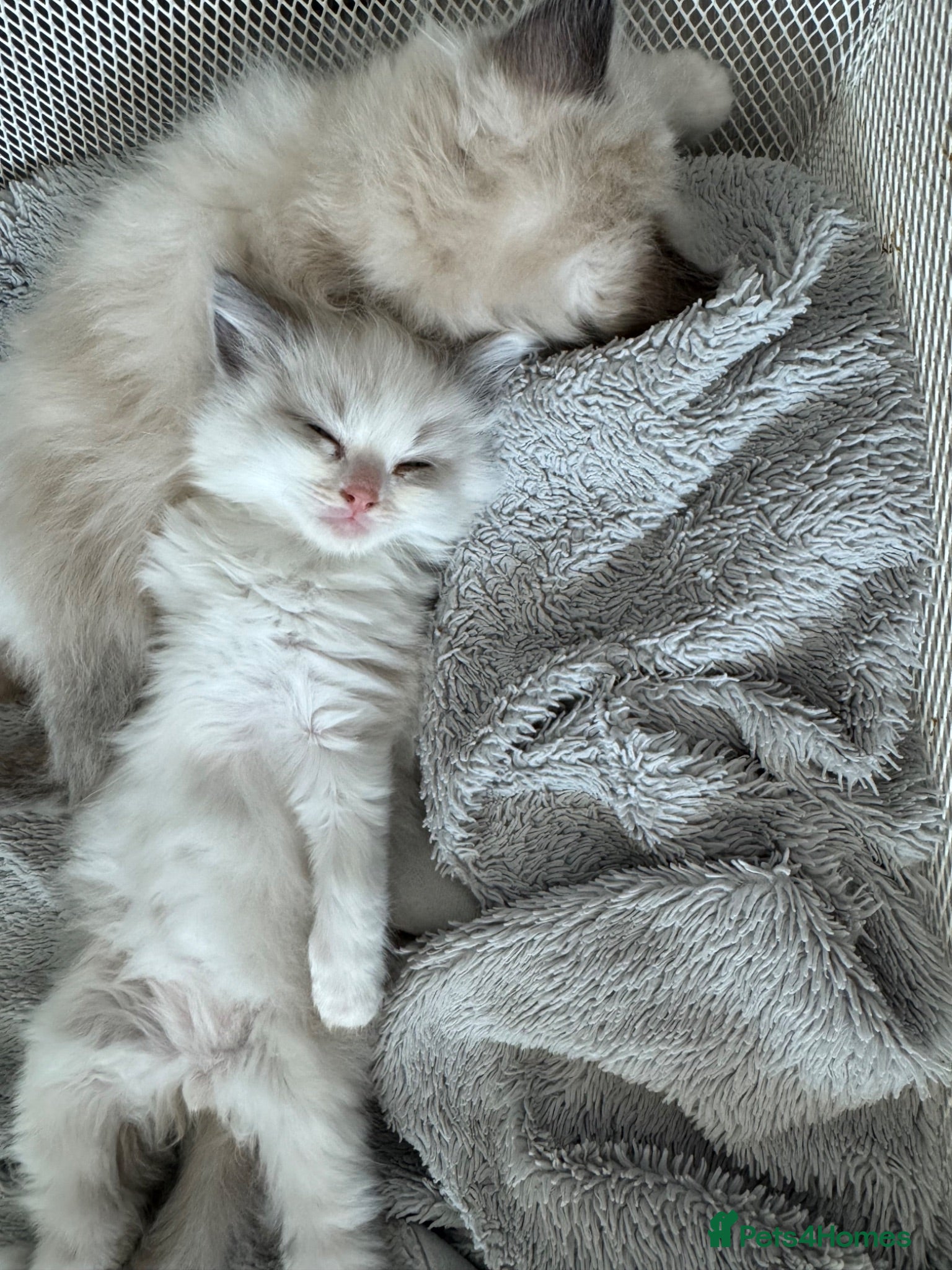 Ragdoll cats Beautiful Ragdoll Kittens - Advert 2