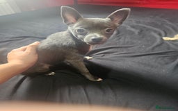 Pomchi dogs for sale: Rare blue pup looking for her forever home - Image 1